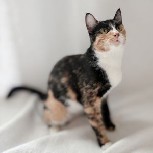 Millie, Young Female unknown