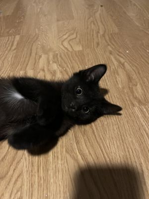 Monkey (bonded with Bear), Baby Female unknown