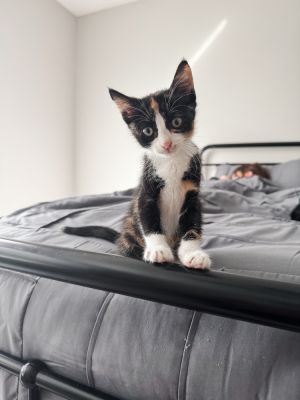 Lainey, Adult Female unknown