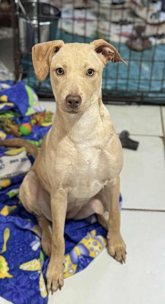 Faline, an adoptable Labrador Retriever, Vizsla in Puerto Penasco, SON, 83550 | Photo Image 1