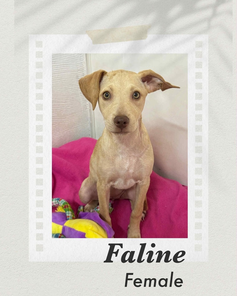 Faline, an adoptable Labrador Retriever, Vizsla in Puerto Penasco, SON, 83550 | Photo Image 2