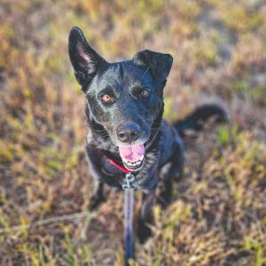Reed German Shepherd Dog Dog