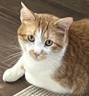 Tommy, Adult Male unknown