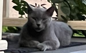 Lady, Adult Female unknown