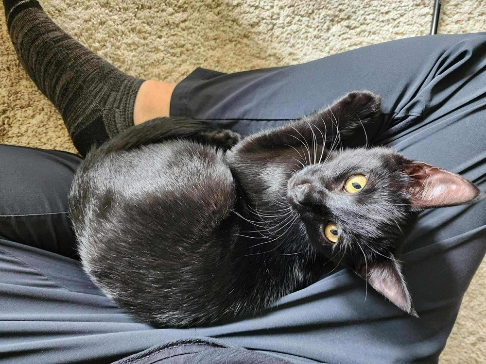 Marinara