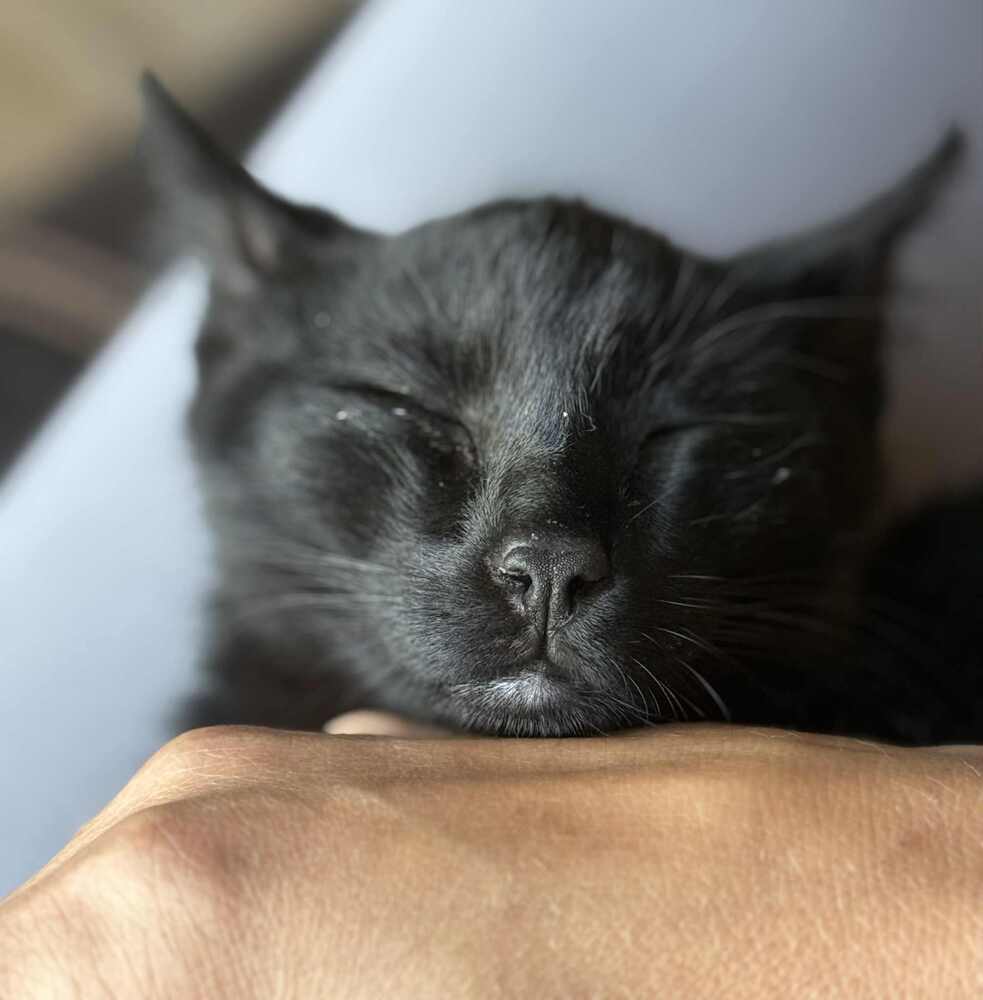 Marinara