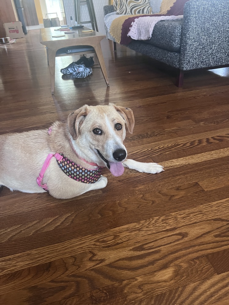 Daisy