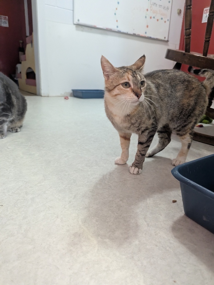 Miss Rich, an adoptable Domestic Short Hair in Salmon, ID, 83467 | Photo Image 2