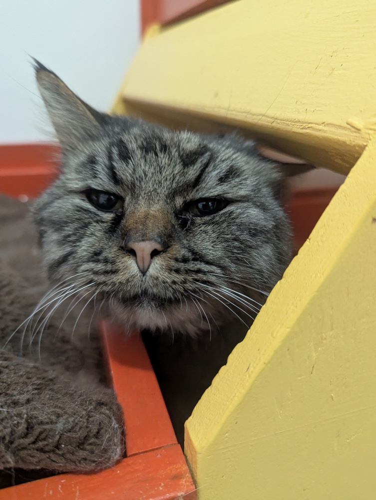 McDonald, an adoptable Domestic Long Hair in Salmon, ID, 83467 | Photo Image 1