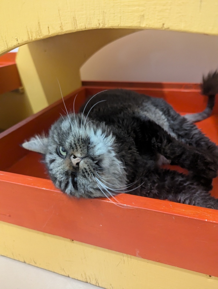 McDonald, an adoptable Domestic Long Hair in Salmon, ID, 83467 | Photo Image 2