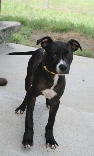 Oreo, Young Male unknown