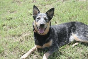 Buffy, Adult Female unknown