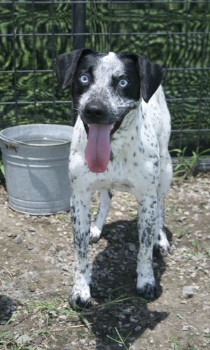 Ellie, Adult Female unknown