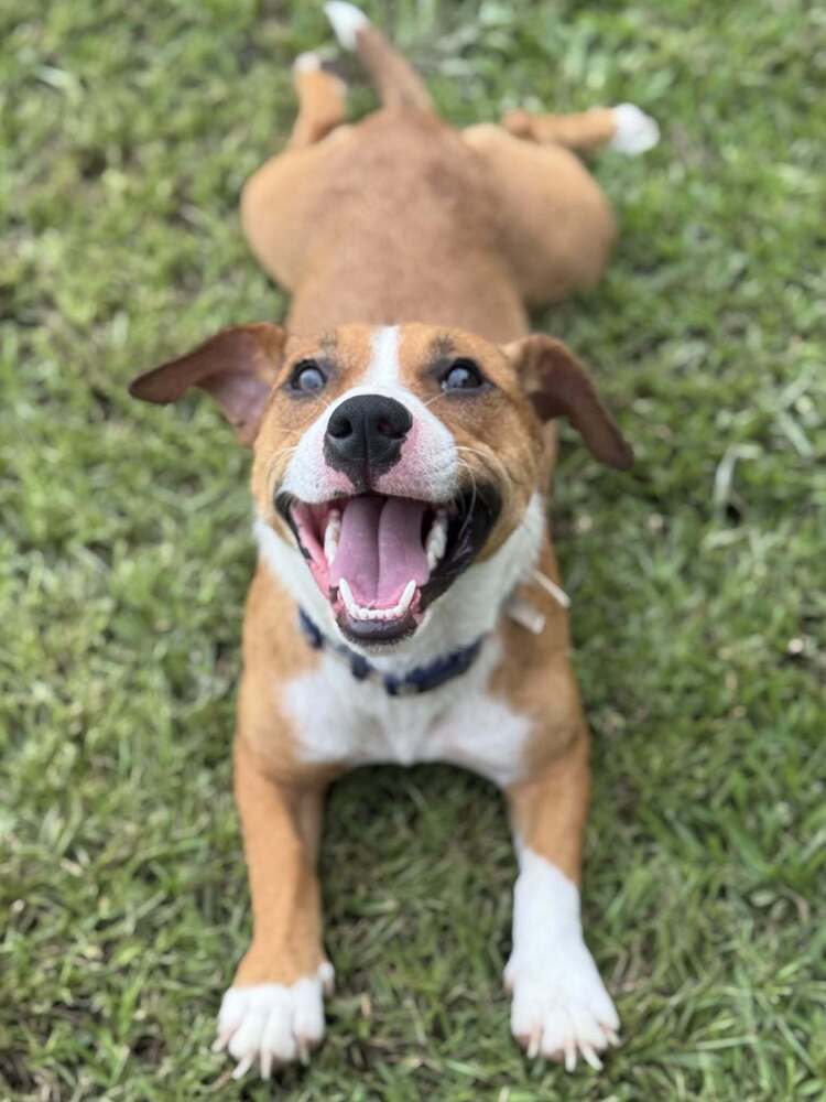 Rosie