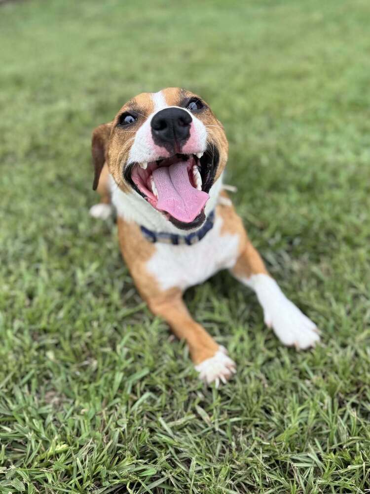 Rosie