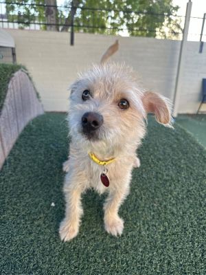 Sunny, Senior Male unknown