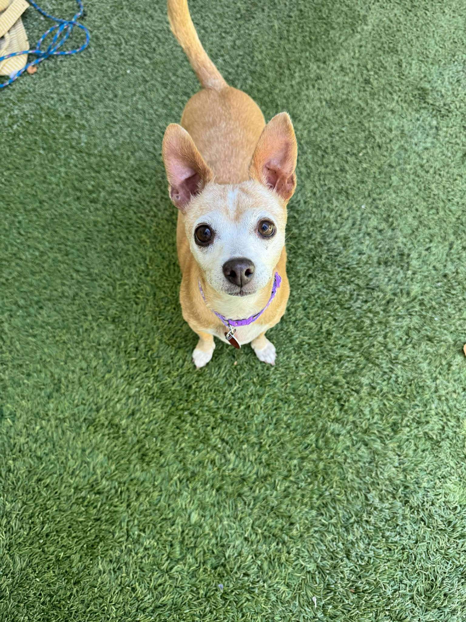 Heidi