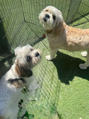 Duke &amp; Bella-Bonded Pair, Senior Female unknown