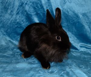 Black Mist, Young Female unknown