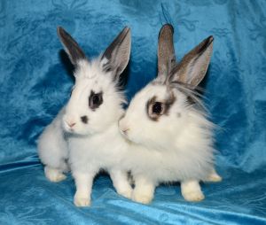 Mavis and Maddox, Young Female unknown