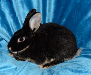 Selena, Young Female unknown