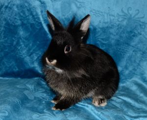 Shadow Mist, Young Male unknown
