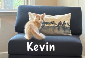Kevin, Baby Male unknown