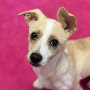Duckie the Puppy! Terrier Dog