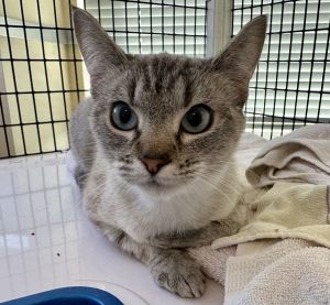 Khy Domestic Short Hair Cat