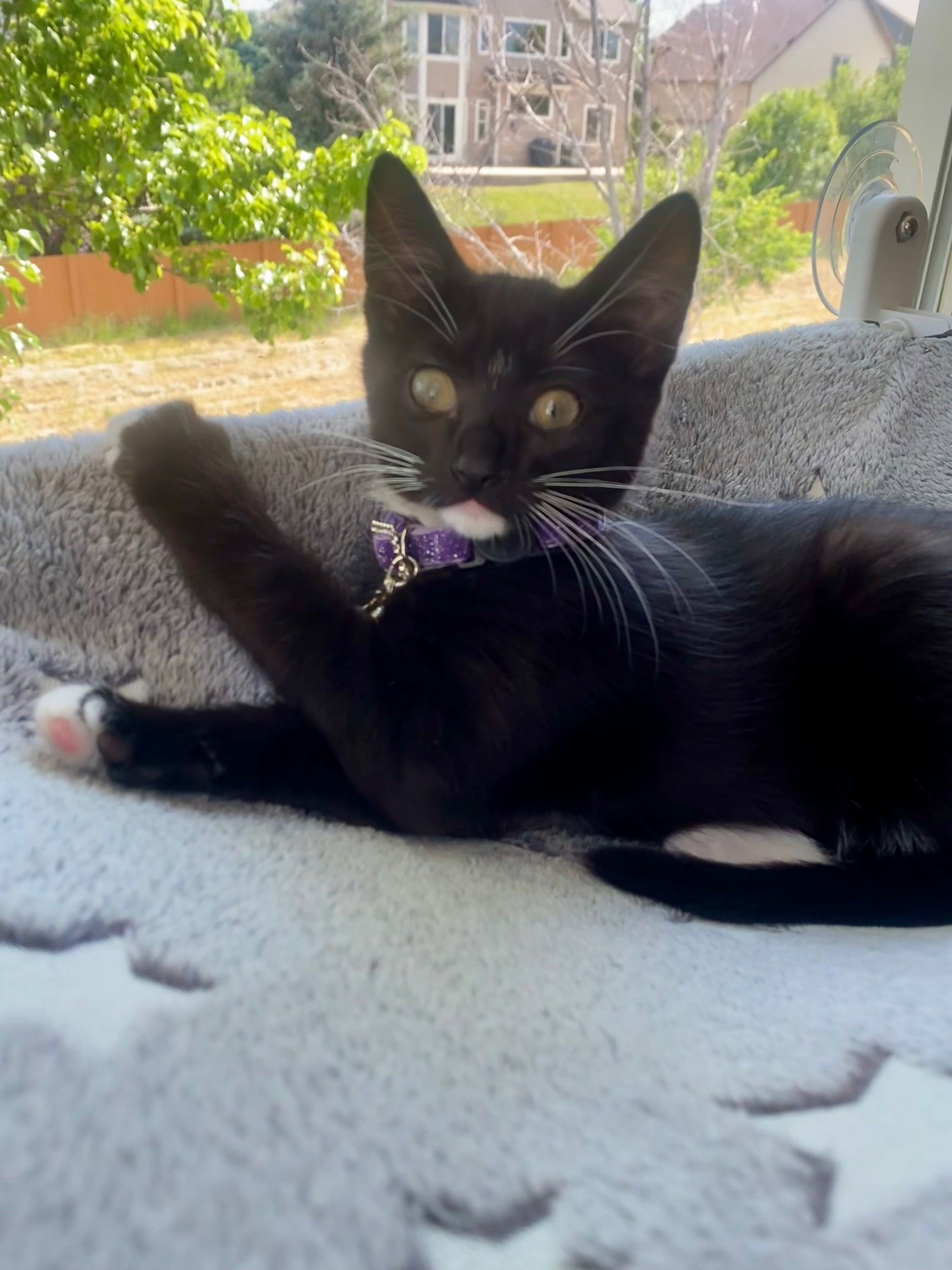 Freddie Mercury (FEMALE)