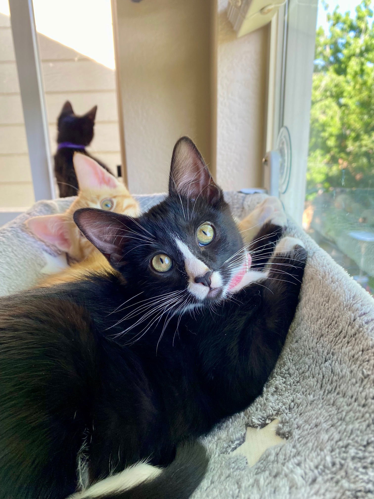 Bowie David (FEMALE)