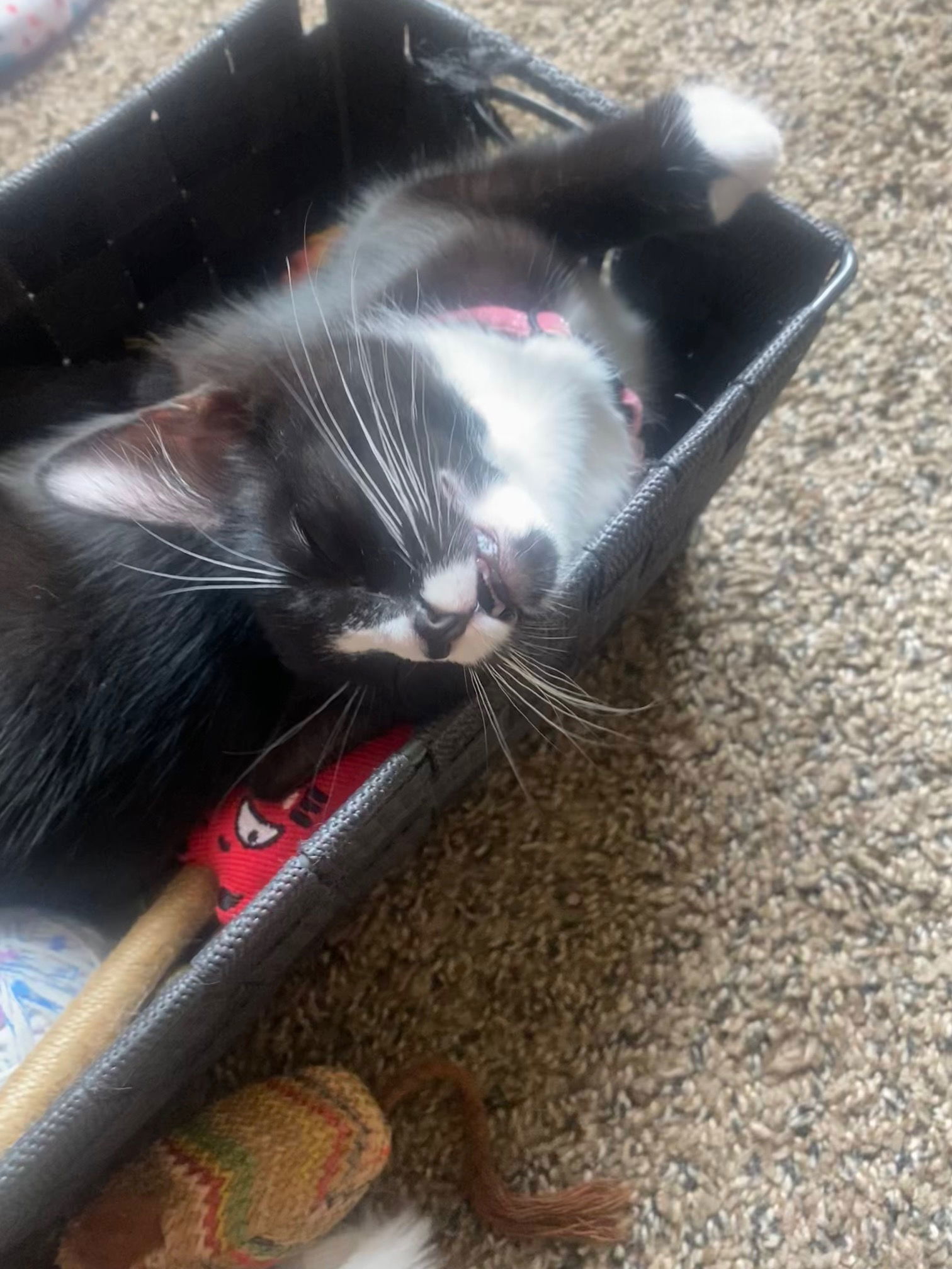 Bowie David (FEMALE)