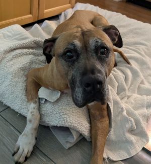 Sophie *FH*, Senior Female unknown