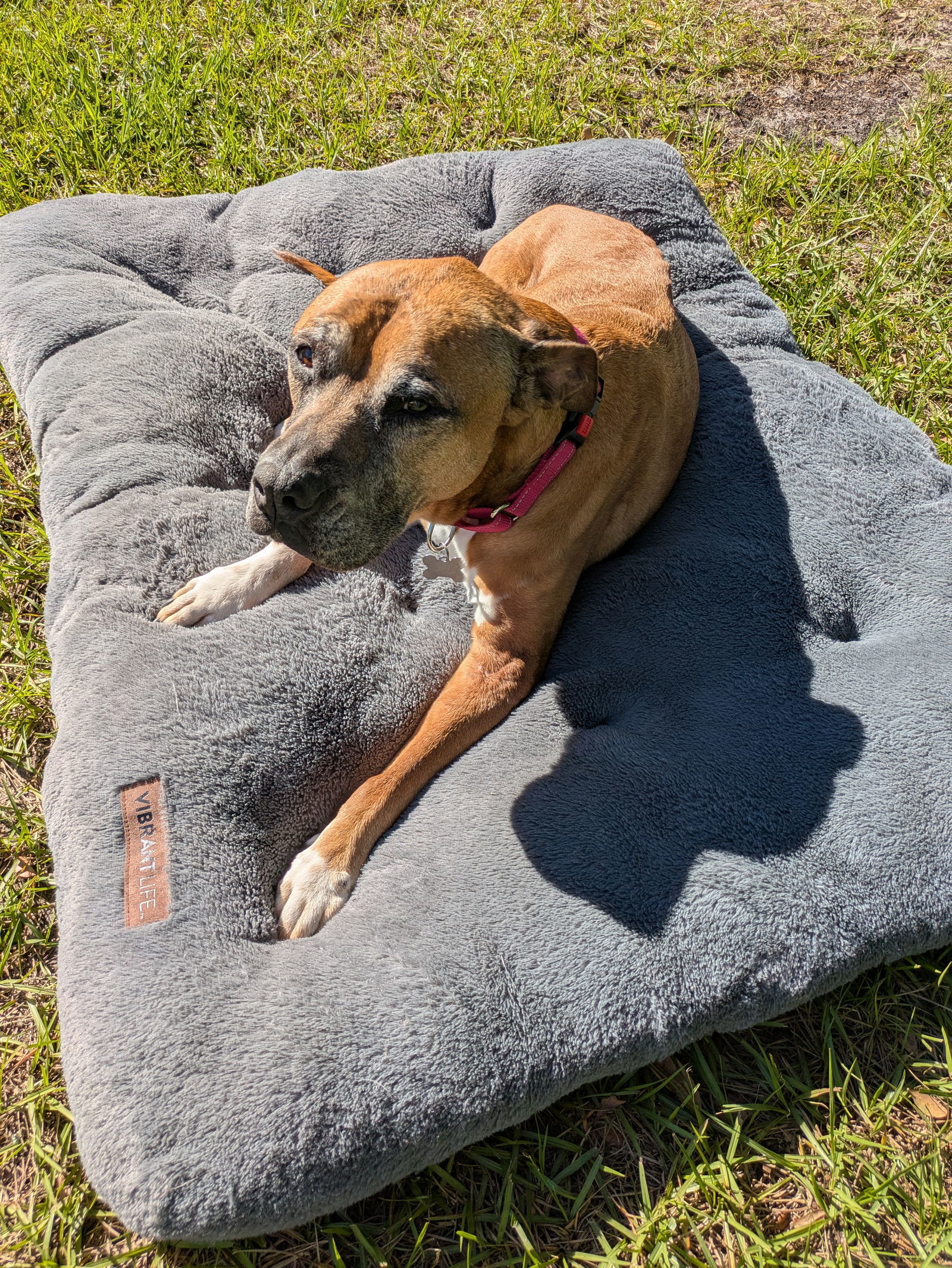 Sophie *FH* the Belly Rub Lover