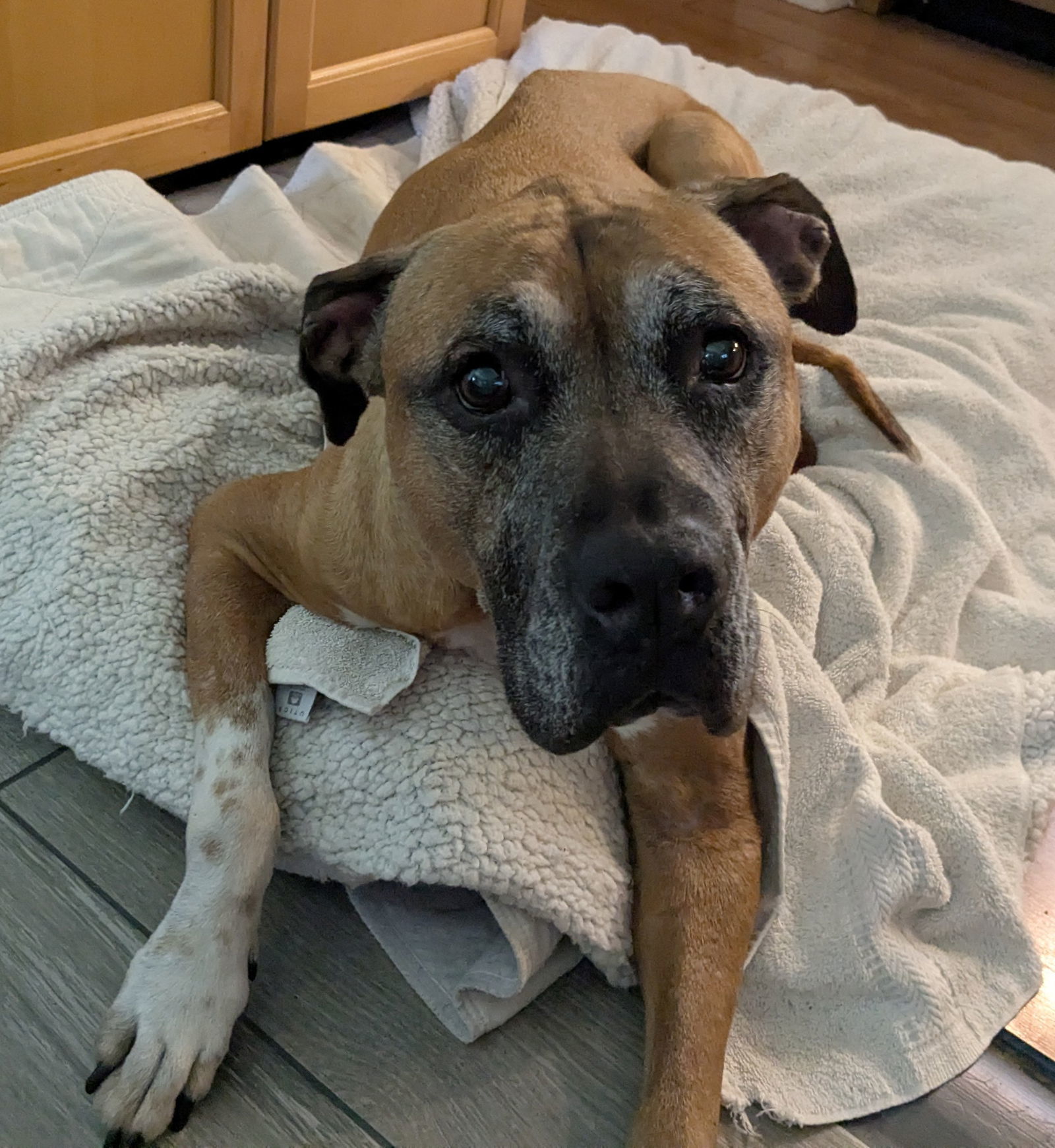 Sophie *FH* the Belly Rub Lover