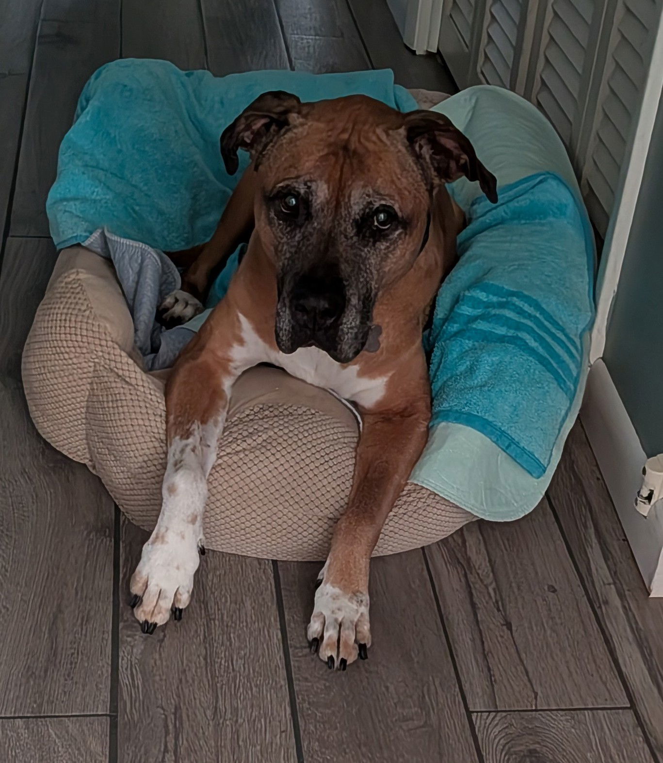 Sophie *FH* the Belly Rub Lover