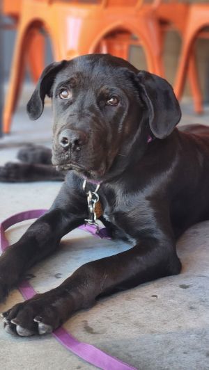 Gator Labrador Retriever Dog