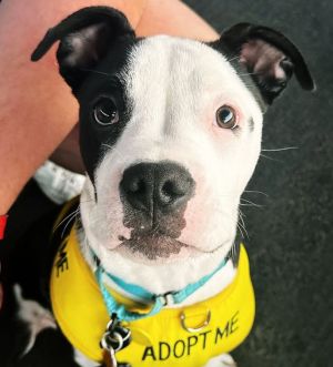 Dominio Pit Bull Terrier Dog