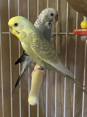 Sungold, Adult Female unknown
