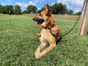 Ezra is a beautiful two-year-old blonde German Shepherd Her owners were moving and could not take h