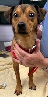 Branson Dachshund Dog