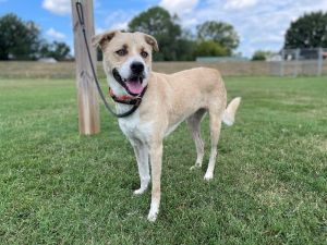 Susan is a two-year-old Anatolian ShepherdCatahoula Leopard Dog blend and weighs 57 pounds She has