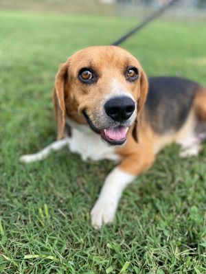 Blueberry is a super sweet Beagle who found himself all on his own and navigated to a kind persons 