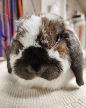 Jovi (pending), Adult Male unknown