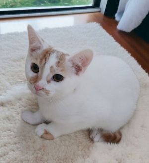 Dijon Domestic Short Hair Cat