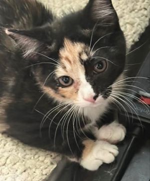 Cookie Calico Cat