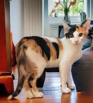 Honey Calico Cat
