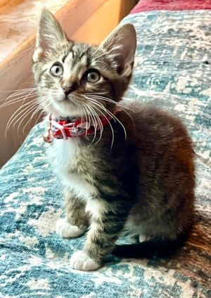 Summer Tabby Cat