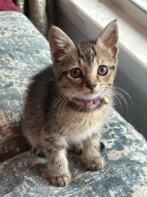 Gatlin Tabby Cat