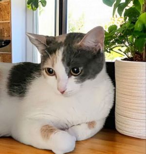 Meet Mama Mostarda This beautiful dilute calico girl was rescued from the streets by a kind cat lov